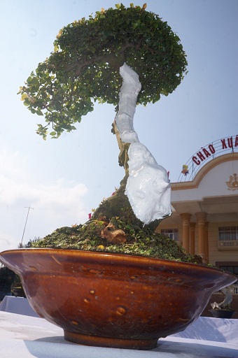 La liệt bonsai độc lạ giá cả cây vàng đại náo thị trường Tết 2018